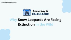 Why Snow Leopards Are Facing Extinction in the Wild